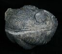 Enrolled Drotops Megalomanicus Trilobite #5096-2